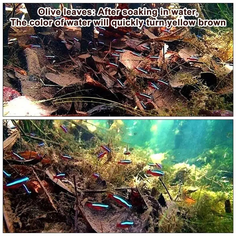 Catappa Leaves For Aquariums Catappa Almond Leaves Beta Fish Catappa Leaves Creats Rainforest Environment Lowers Your Tank's P.H