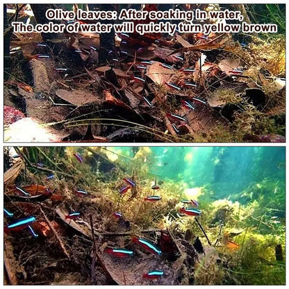 Catappa Leaves For Aquariums Catappa Almond Leaves Beta Fish Catappa Leaves Creats Rainforest Environment Lowers Your Tank's P.H