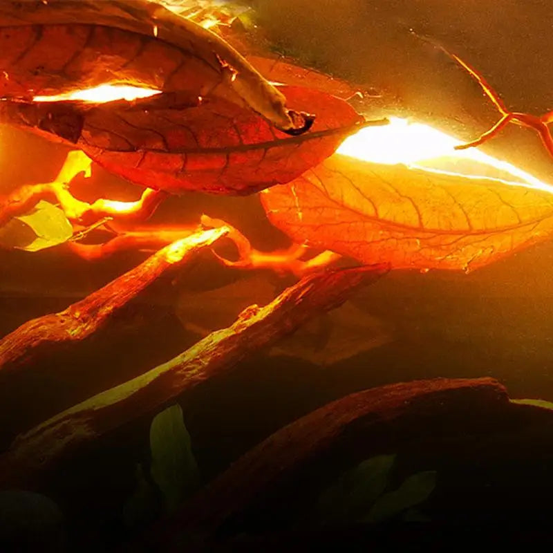 Catappa Leaves For Aquariums Catappa Almond Leaves Beta Fish Catappa Leaves Creats Rainforest Environment Lowers Your Tank's P.H