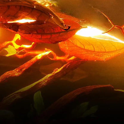 Catappa Leaves For Aquariums Catappa Almond Leaves Beta Fish Catappa Leaves Creats Rainforest Environment Lowers Your Tank's P.H